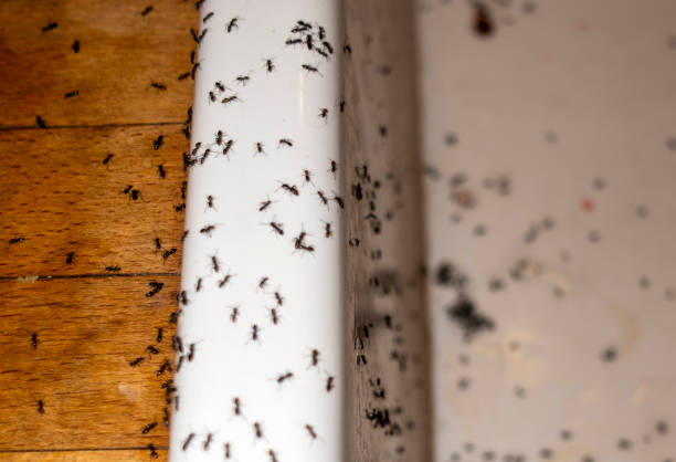 Best Commercial Pest Control Services  in Wading River, NY