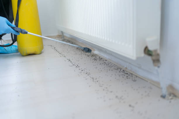 Best Local Pest Control Services  in Wading River, NY